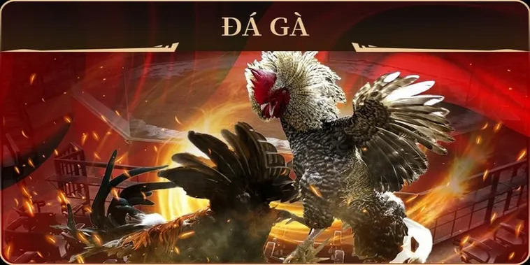 Cách Chơi Đá Gà GA28 Tại 23WIN Thắng Lớn Mỗi Ngày 2 Cách Chơi Đá Gà GA28 Tại 23WIN Thắng Lớn Mỗi Ngày