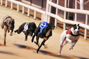 Bí Kíp Thắng Lớn Game Nhanh Đua Chó Tại 23WIN Trong Vài Bước